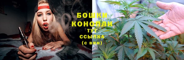 прущие грибы Магас