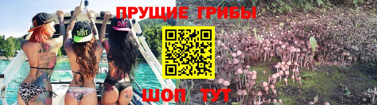 Псилоцибиновые грибы мицелий Топки