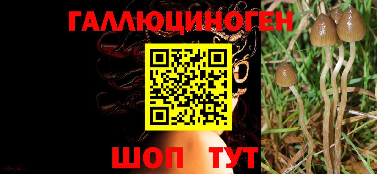 Топки  Галлюциногенные грибы GOLDEN TEACHER  Вход с VPN 